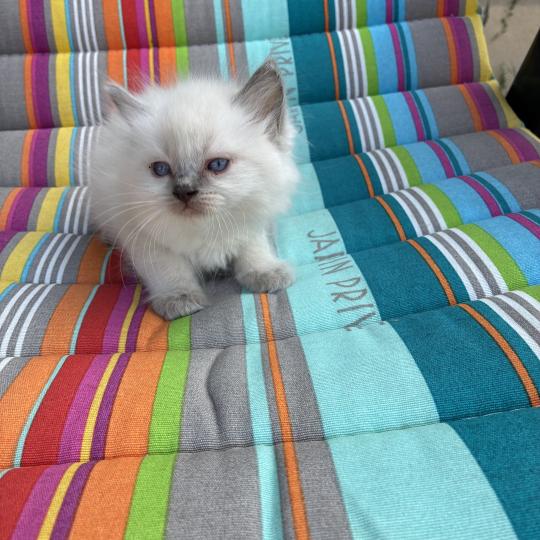 chaton Ragdoll blue point BUG BUNNY Chatterie du Bois de Larry