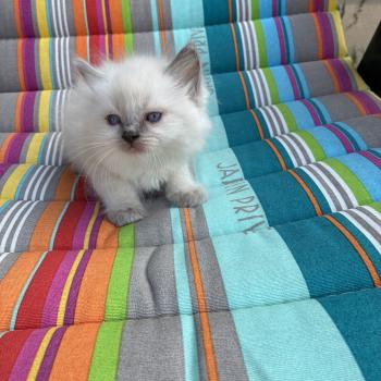 chaton Ragdoll blue point BUG BUNNY Chatterie du Bois de Larry