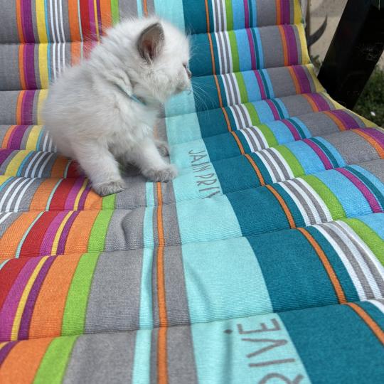chaton Ragdoll blue point BUG BUNNY Chatterie du Bois de Larry