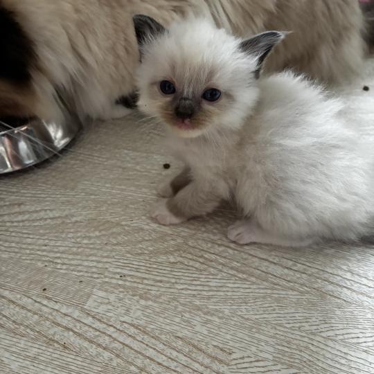 BUGGY du Bois de Larry Mâle Ragdoll