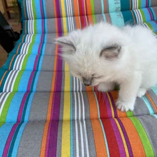 chaton Ragdoll blue mitted BUGGY Chatterie du Bois de Larry