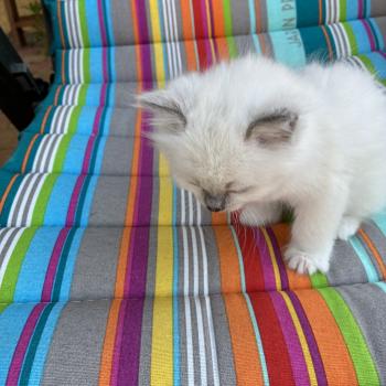 chaton Ragdoll blue mitted BUGGY Chatterie du Bois de Larry