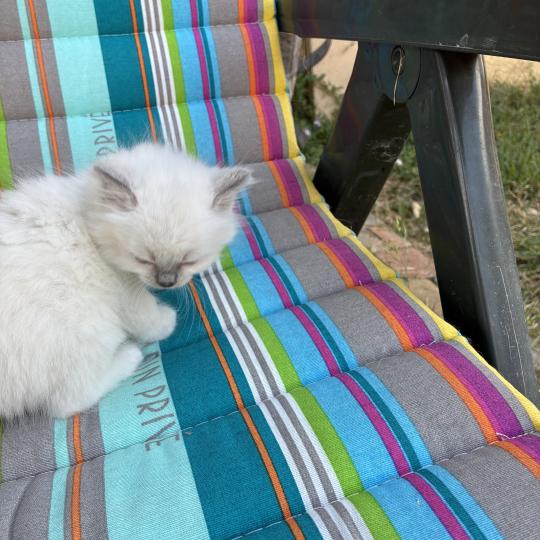 chaton Ragdoll blue mitted BUGGY Chatterie du Bois de Larry