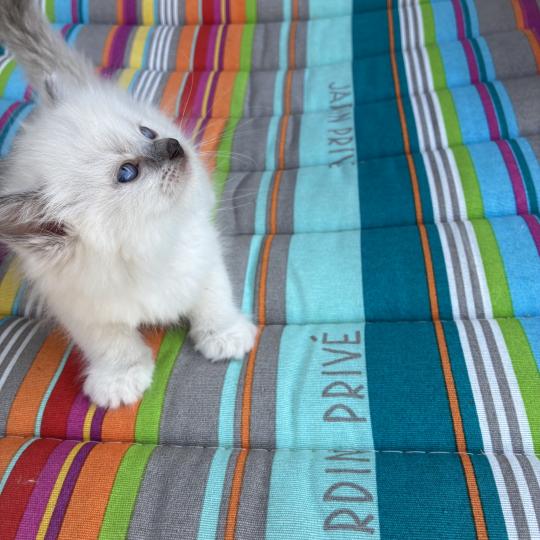 chaton Ragdoll blue mitted BUGGY Chatterie du Bois de Larry