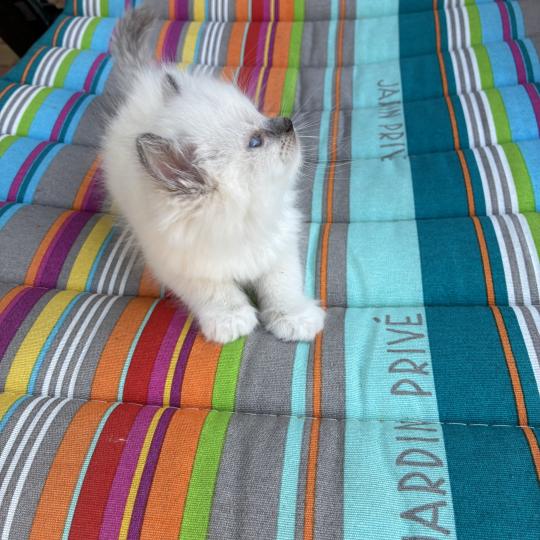chaton Ragdoll blue mitted BUGGY Chatterie du Bois de Larry