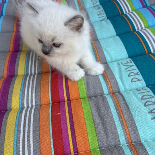 chaton Ragdoll blue mitted BUGGY Chatterie du Bois de Larry