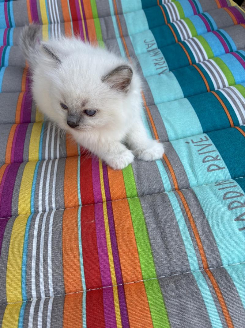BUGGY du Bois de Larry Mâle Ragdoll