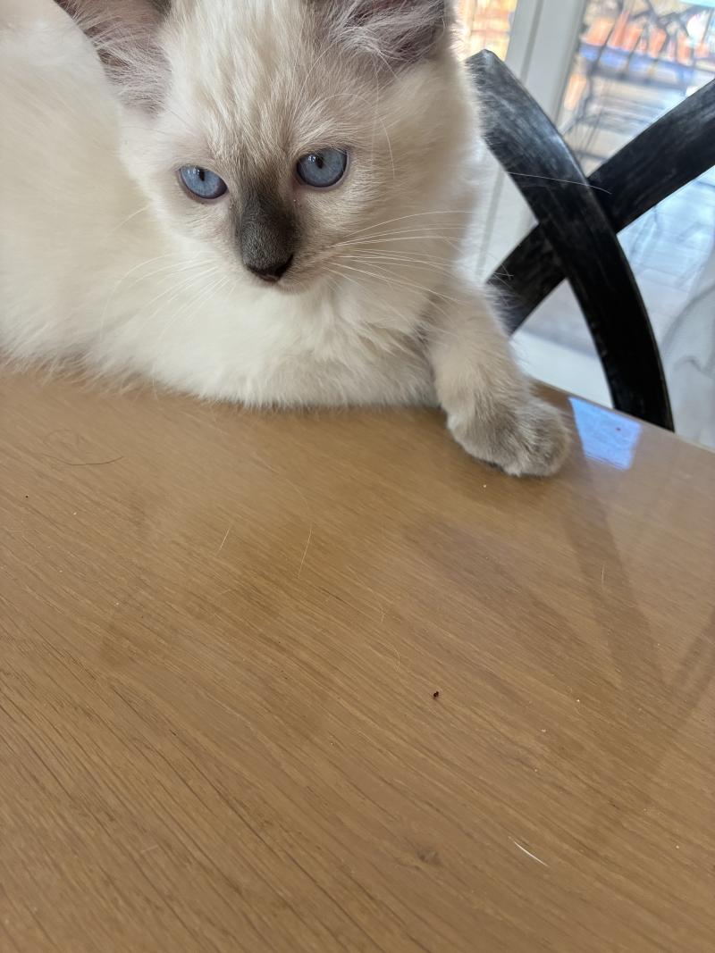 BUGGY du Bois de Larry Mâle Ragdoll