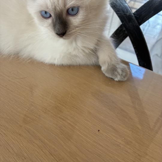 BUGGY du Bois de Larry Mâle Ragdoll