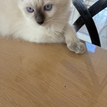 chaton Ragdoll blue point BUGGY Chatterie du Bois de Larry