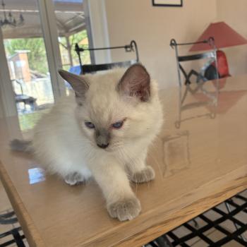 chaton Ragdoll blue point BUGGY Chatterie du Bois de Larry