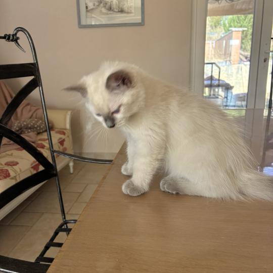 chaton Ragdoll blue point BUGGY Chatterie du Bois de Larry