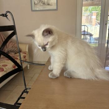 chaton Ragdoll blue point BUGGY Chatterie du Bois de Larry