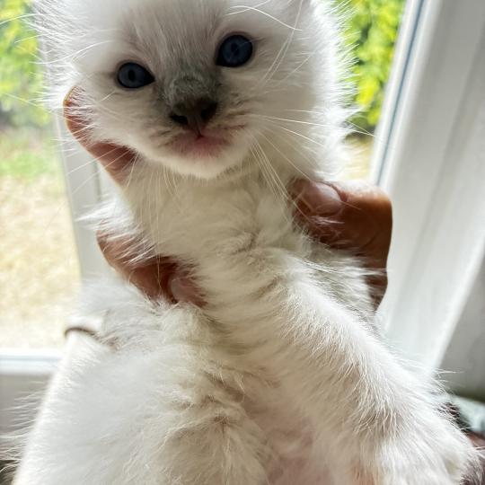 BUZZ du Bois de Larry Mâle Ragdoll