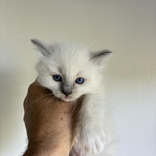 chaton Ragdoll blue point BUZZ Chatterie du Bois de Larry