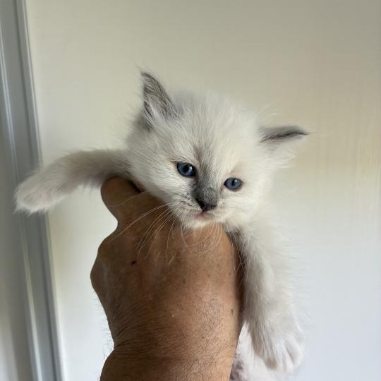 chaton Ragdoll blue point BUZZ Chatterie du Bois de Larry