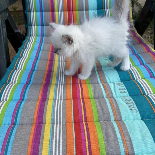 chaton Ragdoll blue point BUZZ Chatterie du Bois de Larry