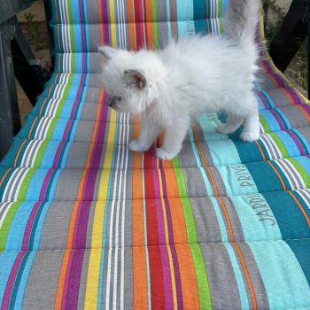 chaton Ragdoll blue point BUZZ Chatterie du Bois de Larry