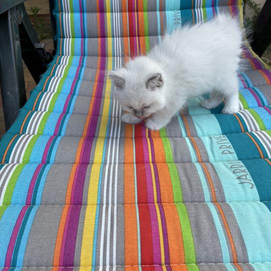 chaton Ragdoll blue point BUZZ Chatterie du Bois de Larry