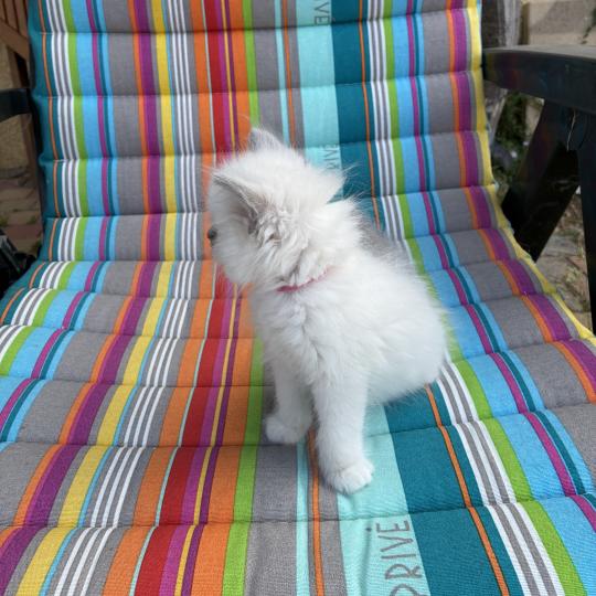 chaton Ragdoll blue point BUZZ Chatterie du Bois de Larry