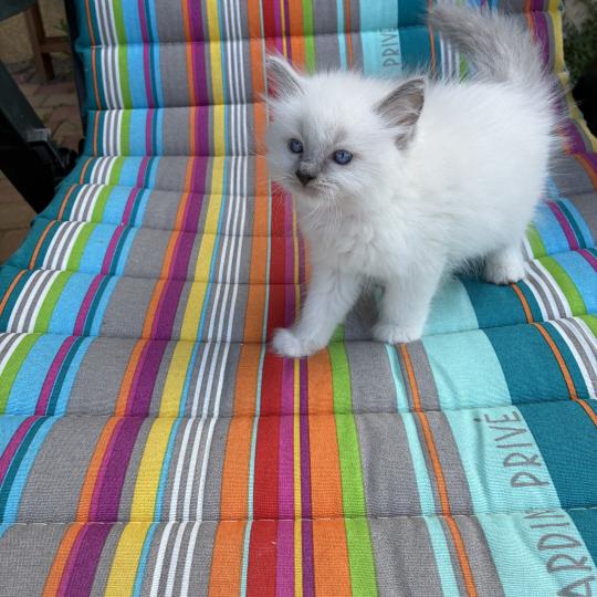 chaton Ragdoll blue point BUZZ Chatterie du Bois de Larry