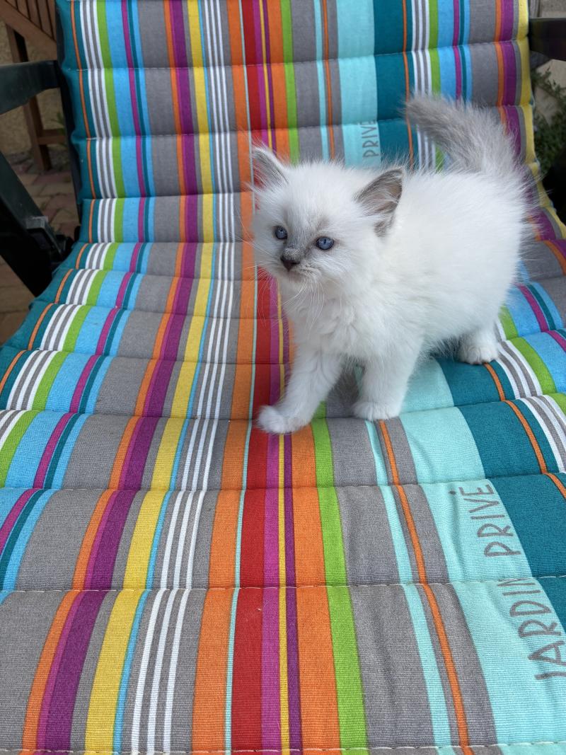 BUZZ du Bois de Larry Mâle Ragdoll