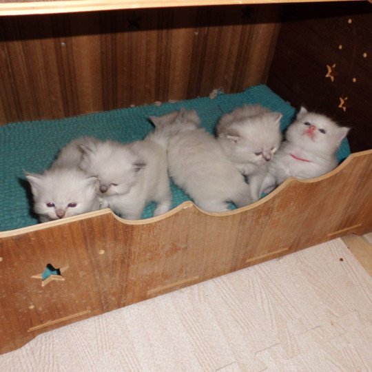 chaton Ragdoll blue point Albus Chatterie du Bois de Larry