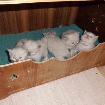 chaton Ragdoll blue point Albus Chatterie du Bois de Larry