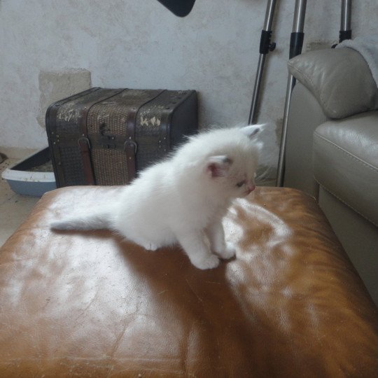 chaton Ragdoll white bicolor Achil Chatterie du Bois de Larry