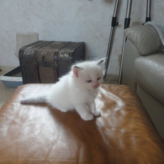 chaton Ragdoll white bicolor Achil Chatterie du Bois de Larry
