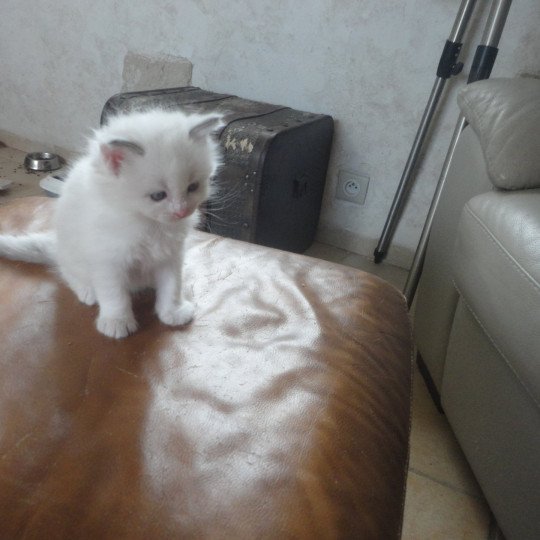 chaton Ragdoll white bicolor Achil Chatterie du Bois de Larry