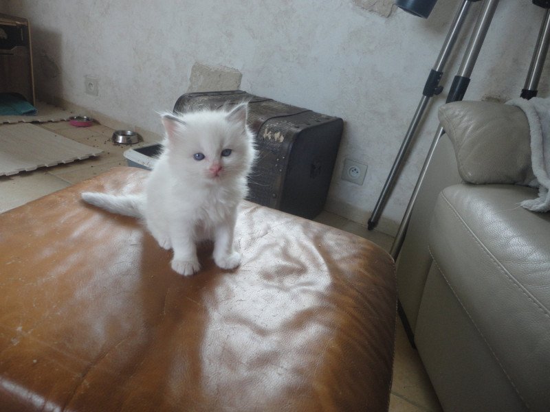 Achil du Bois de Larry Mâle Ragdoll