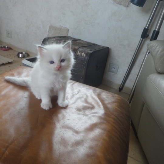 Achil du Bois de Larry Mâle Ragdoll