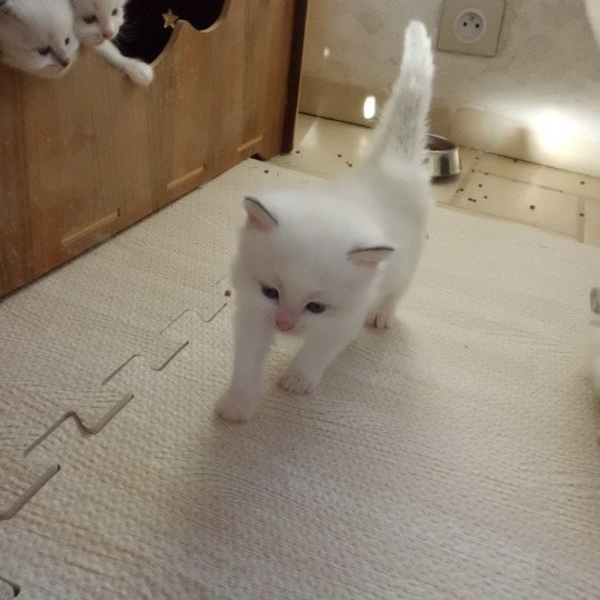 chaton Ragdoll white bicolor AZUL Chatterie du Bois de Larry