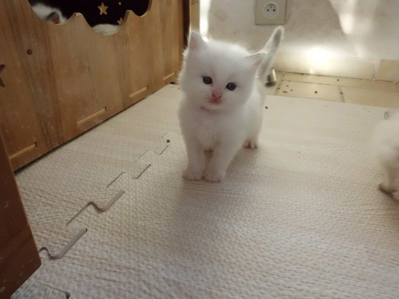 AZUL du Bois de Larry Mâle Ragdoll