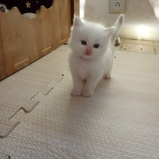 AZUL du Bois de Larry Mâle Ragdoll