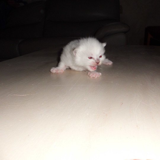 chaton Ragdoll blue point Arnica Chatterie du Bois de Larry