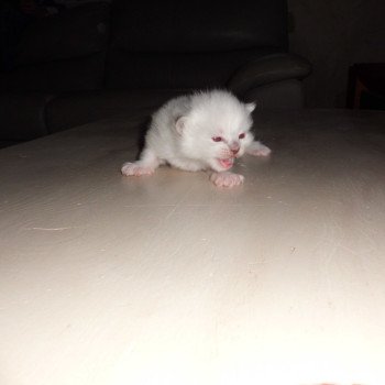 chaton Ragdoll blue point Arnica Chatterie du Bois de Larry