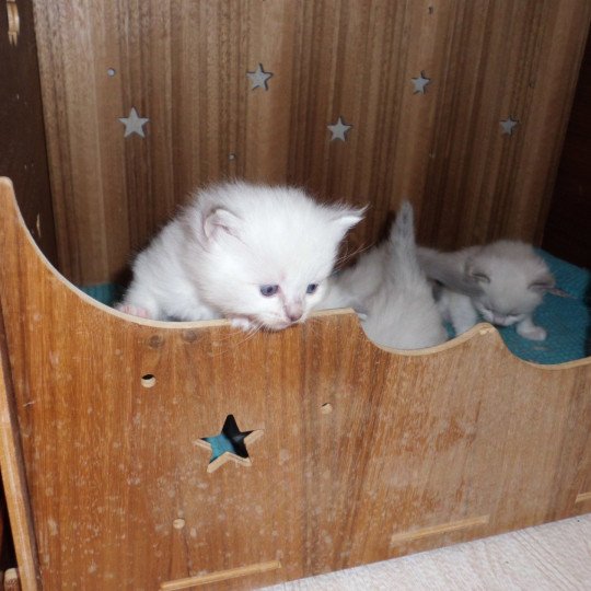 chaton Ragdoll blue point Arnica Chatterie du Bois de Larry