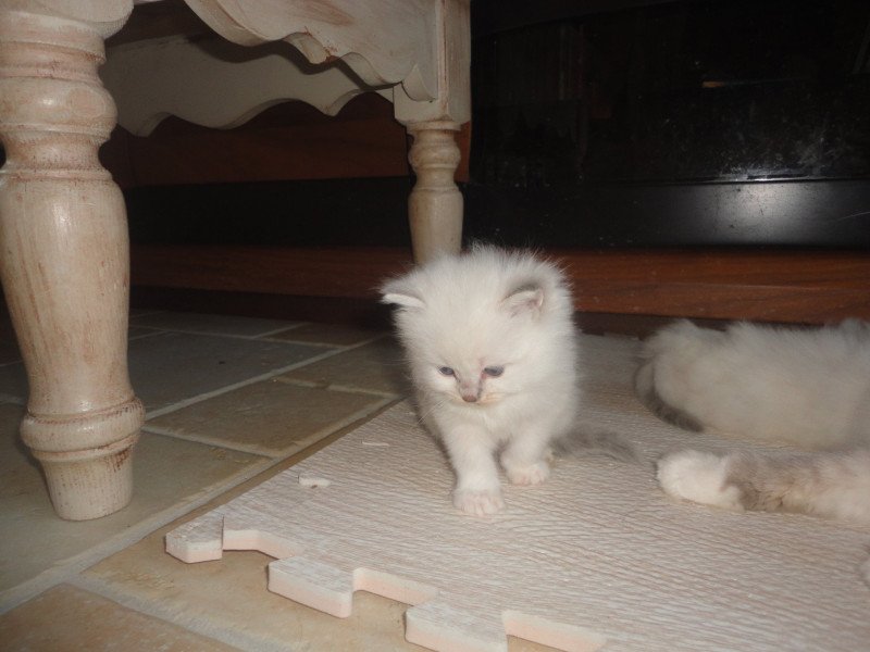 Arnica du Bois de Larry Femelle Ragdoll