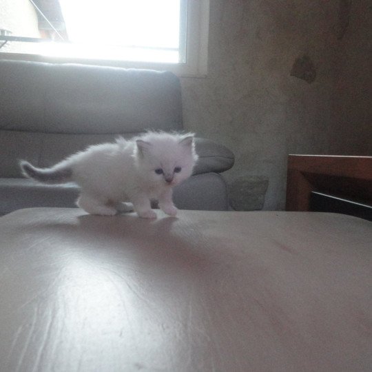 chaton Ragdoll blue point Ariane Chatterie du Bois de Larry