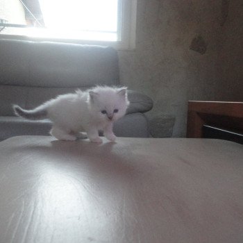 chaton Ragdoll blue point Ariane Chatterie du Bois de Larry