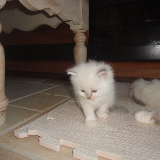 chaton Ragdoll blue point ASLOW Chatterie du Bois de Larry