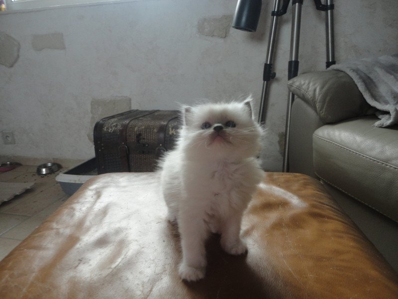 ASLOW du Bois de Larry Femelle Ragdoll
