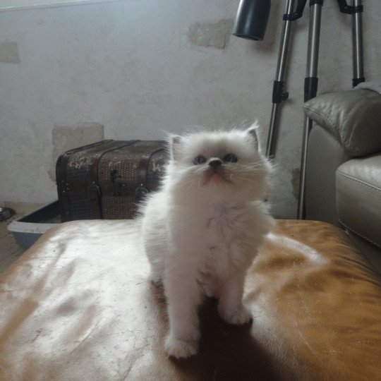 chaton Ragdoll blue point ASLOW Chatterie du Bois de Larry