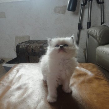 chaton Ragdoll blue point ASLOW Chatterie du Bois de Larry