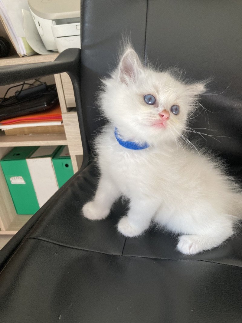 Uffy du Bois de Larry Mâle Ragdoll