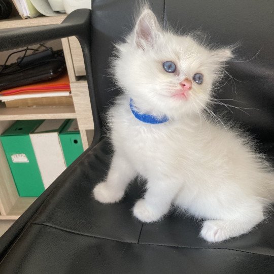 chaton Ragdoll cream white bicolor ukra M4 bleu Chatterie du Bois de Larry