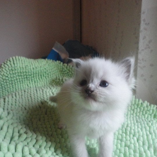 VAESKO du Bois de Larry Femelle Ragdoll