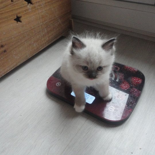 chaton Ragdoll blue mitted VAESKO Chatterie du Bois de Larry
